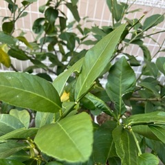 瀬戸内レモンの木　接ぎ木  12号の画像