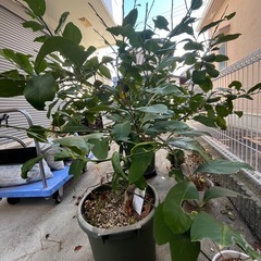 瀬戸内レモンの木　接ぎ木  12号の画像