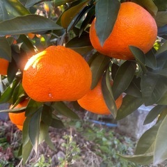 みかん　の画像