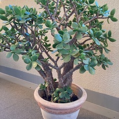 観葉植物⭐︎金のなる木　クラッスラ・ポルツラケア　高さ約85センチ の画像