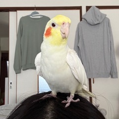 オカメインコ　ルチノー