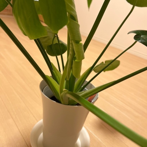 モンテラスデリオーサ 観葉植物 【公式通販】 モンテラスデリオーサ 観葉植物 【公式通販】