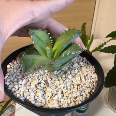 観葉植物 アガベ の画像
