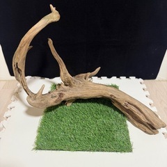 天然流木の画像