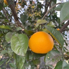 受け渡し者　決まりました！　八朔？の画像