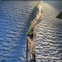 流木 アクアリウム 爬虫類 ハンドメイド テラリウムNo.36の画像