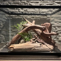 流木 アクアリウム 爬虫類 ハンドメイド テラリウムNo.3の画像