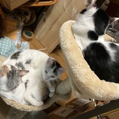 4月中旬生まれの子猫3匹里親募集中です