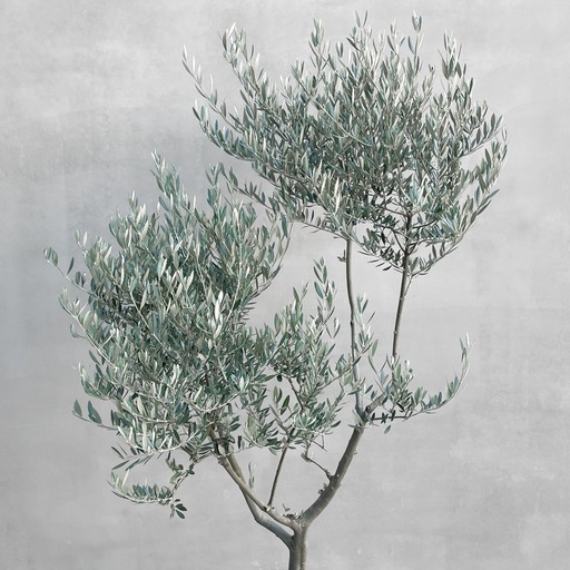 観葉植物 オリーブ 170cm 10号