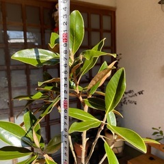 希少　矮性タイサンボク "リトルジェム"の画像