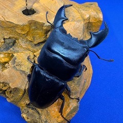 スマトラオオヒラタクワガタの画像