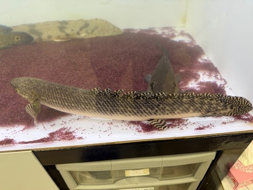 ポリプテルス オルナティピンニス
 タンガニーカ湖産 45cmくらい