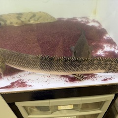 ポリプテルス オルナティピンニス
 タンガニーカ湖産 45cmくらいの画像