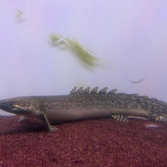 ポリプテルス オルナティピンニス
 タンガニーカ湖産 45cmくらいの画像