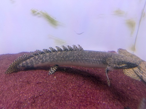 ポリプテルス オルナティピンニス
 タンガニーカ湖産 45cmくらい