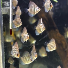 国産ドイツコバルトターコイズ　自家繁殖　4.0センチ〜 1 匹  残りわずか　大阪市中央区⑧　※地方発送可の画像