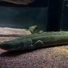 チャドビキールの画像