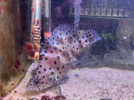 【sold-out】サラサハタ　海水魚　観賞魚