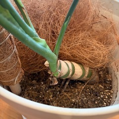 モンステラ①の画像