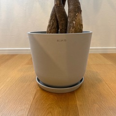 観葉植物　パキラ　170cmの画像