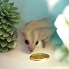 【販売】✨フクロモモンガ クリミノ ✨男のコ