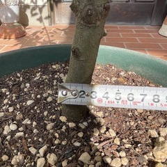 月桂樹/鉢植えの画像