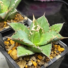 完売御礼【残り2株】台湾アガベ毒液【結構レア】の画像