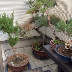 【来週までに引き取り可能な方】写真の盆栽全てタダで差し上げますの画像