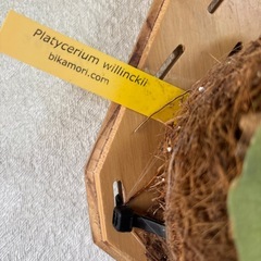 ビカクシダ　ウィリンキー　　　　の画像