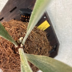 ビカクシダ　ベイチーの画像