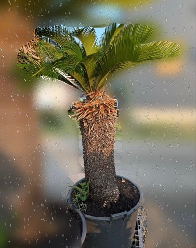 ソテツ 　そてつ 蘇鉄 庭木　インテリア　植木　　