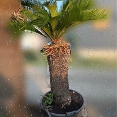 ソテツ 　そてつ 蘇鉄 庭木　インテリア　植木　　の画像