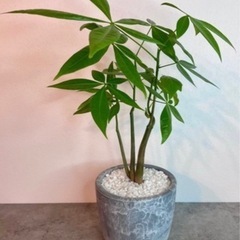 観葉植物パキラの画像