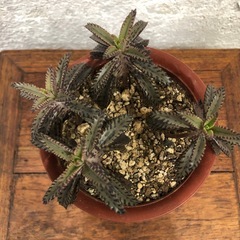 子宝草　斑入りの画像