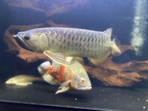 引き取り限定　ゴールデンアロワナ　目測50cm