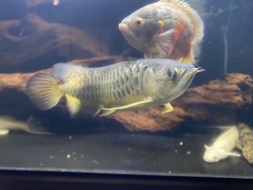 引き取り限定　ゴールデンアロワナ　目測50cm