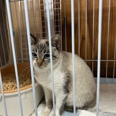 お母さん猫　里親募集中です。