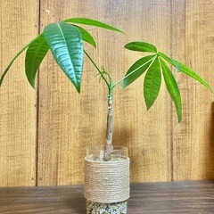 観葉植物　パキラとガラス製鉢カバーの画像