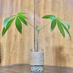 観葉植物　パキラとガラス製鉢カバーの画像