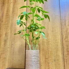 観葉植物　カポックとガラス製鉢カバーの画像