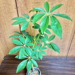 観葉植物　カポックとガラス製鉢カバーの画像