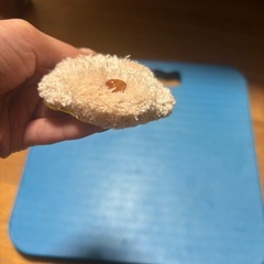 パンチニードル　プードルベージュ　小①の画像