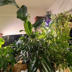 植物　観葉植物の画像