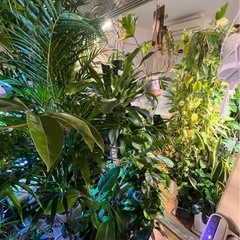 植物　観葉植物の画像