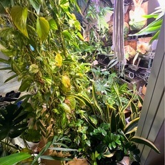 植物　観葉植物の画像