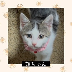 お家の中で生まれた❤️姫ちゃん