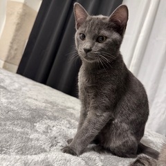 子猫譲渡(約4ヶ月)