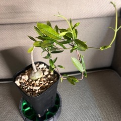 植物　火星人　の画像