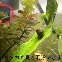 ミナミヌマエビ約80匹‼️の画像