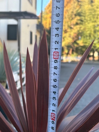 レッドスター 赤ドラセナ 高品質 引き取り限定 引き取り限定 大株 赤